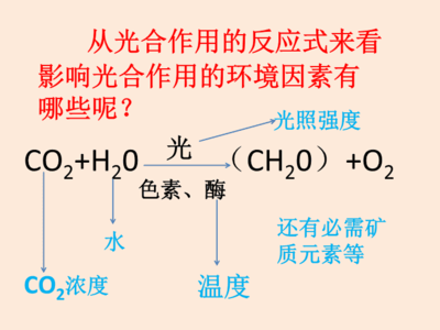影響光合作用的環(huán)境因素.ppt