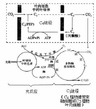 c4植物光合作用的特點(diǎn)過(guò)程圖解 c4植物基本特點(diǎn)可歸納為 在c4植物中有c4途徑也有c3途徑 c4途徑發(fā)生在葉肉細(xì)胞的葉綠體中.c3途徑發(fā)生在維管束鞘細(xì)胞葉綠體中 c4途徑起到