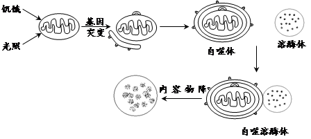 美國(guó)生物化學(xué)家卡爾文和他的同事在上個(gè)世紀(jì)50年代應(yīng)用同位素示蹤技術(shù).即14CO2飼養(yǎng)小球藻.觀察在小球藻光合作用中碳的轉(zhuǎn)化和去向.從而首次揭示了自然界最基本的生命過(guò)程.(1)光照下卡爾文給小球藻懸浮液通入14CO2.一定時(shí)間后殺死小球藻.同時(shí)提取產(chǎn)物并分析.實(shí)驗(yàn)發(fā)現(xiàn).僅僅30秒的時(shí)間.放射性代謝產(chǎn)物多達(dá)幾十種.縮短時(shí)間到7s.題目和參考答案
