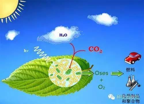 從自然開(kāi)始:天然等級(jí)孔材料與合成材料