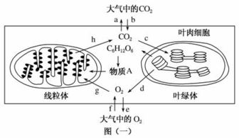 高中生物光合作用試題列表 高中生物細(xì)胞代謝
