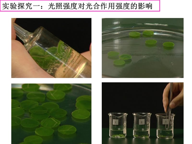 探究:環(huán)境中影響光合作用強(qiáng)度的因素