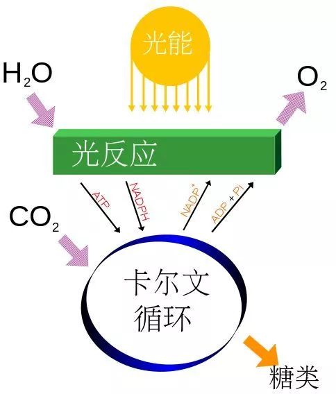 它帶來(lái)了生命史上最大的災(zāi)難,但也是地球生命的未來(lái)