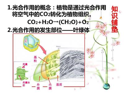 植物光合作用暗反應(yīng)中C3、C4和CAM途徑在古代食譜分析中的應(yīng)用