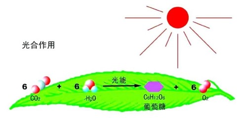 據(jù)說最美寢室里，都少不了它——光合作用
