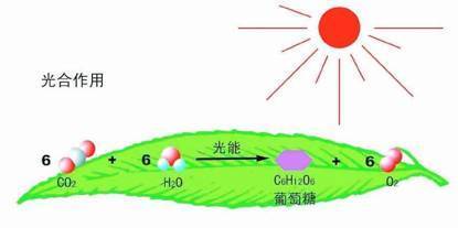 海水中的植物如何吸收陽光進(jìn)行光合作用