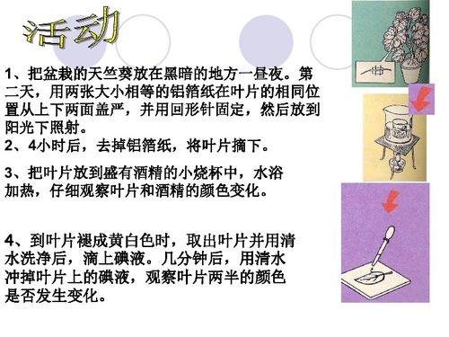 光合作用第1課時(shí) 探索生命的能量之源