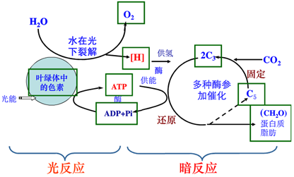 ATP的結(jié)構(gòu)與功能解析