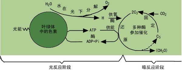 沒(méi)有氧氣的地球 光合作用消失后的末日景象